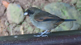 Lesser Antillean Bullfinch