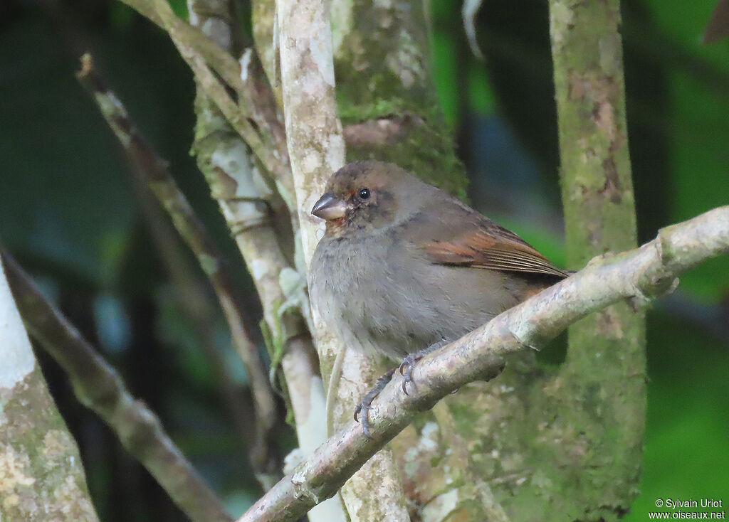 Lesser Antillean Bullfinch male immature