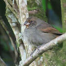 Sporophile rougegorge