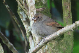 Lesser Antillean Bullfinch