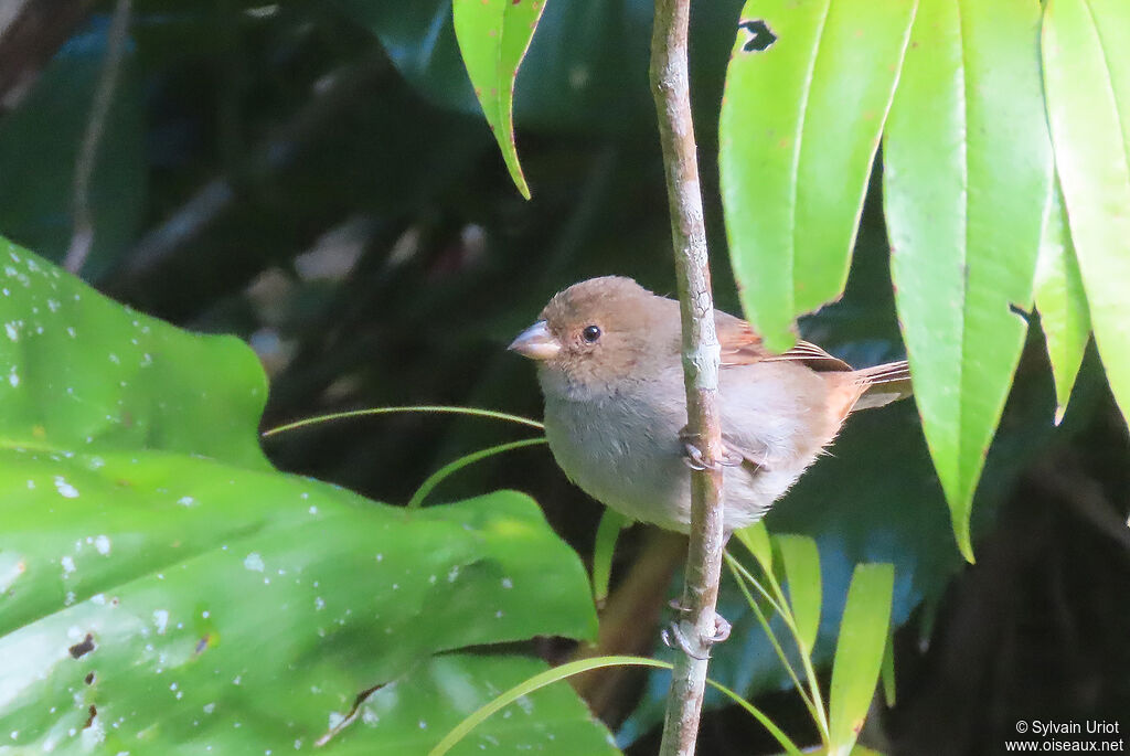 Lesser Antillean Bullfinch female adult