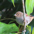 Sporophile rougegorge