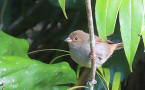 Lesser Antillean Bullfinch