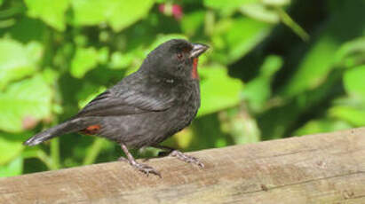 Sporophile rougegorge