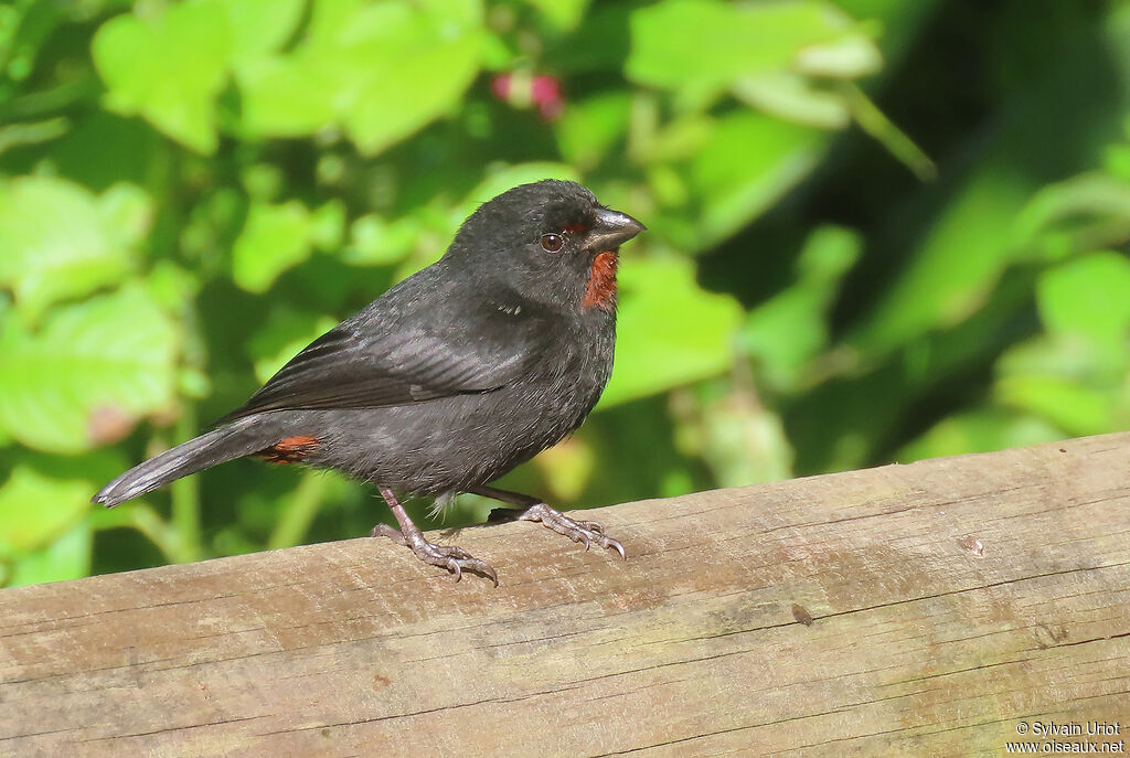 Lesser Antillean Bullfinch male adult