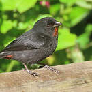 Sporophile rougegorge