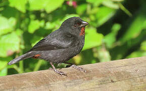 Lesser Antillean Bullfinch