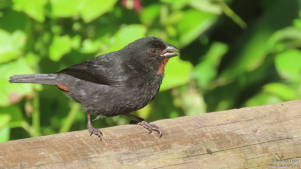 Lesser Antillean Bullfinch male adult