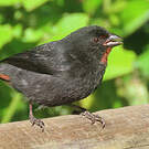Sporophile rougegorge