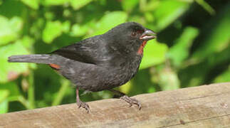 Lesser Antillean Bullfinch