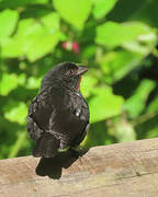 Lesser Antillean Bullfinch