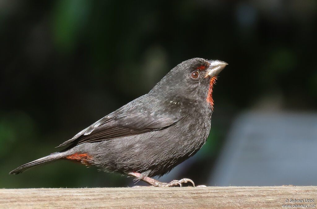 Sporophile rougegorge mâle adulte