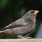 Sporophile rougegorge