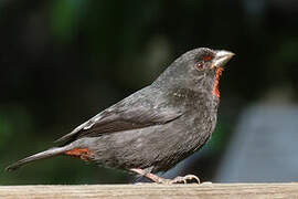 Lesser Antillean Bullfinch