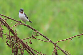 Chestnut-throated Seedeater