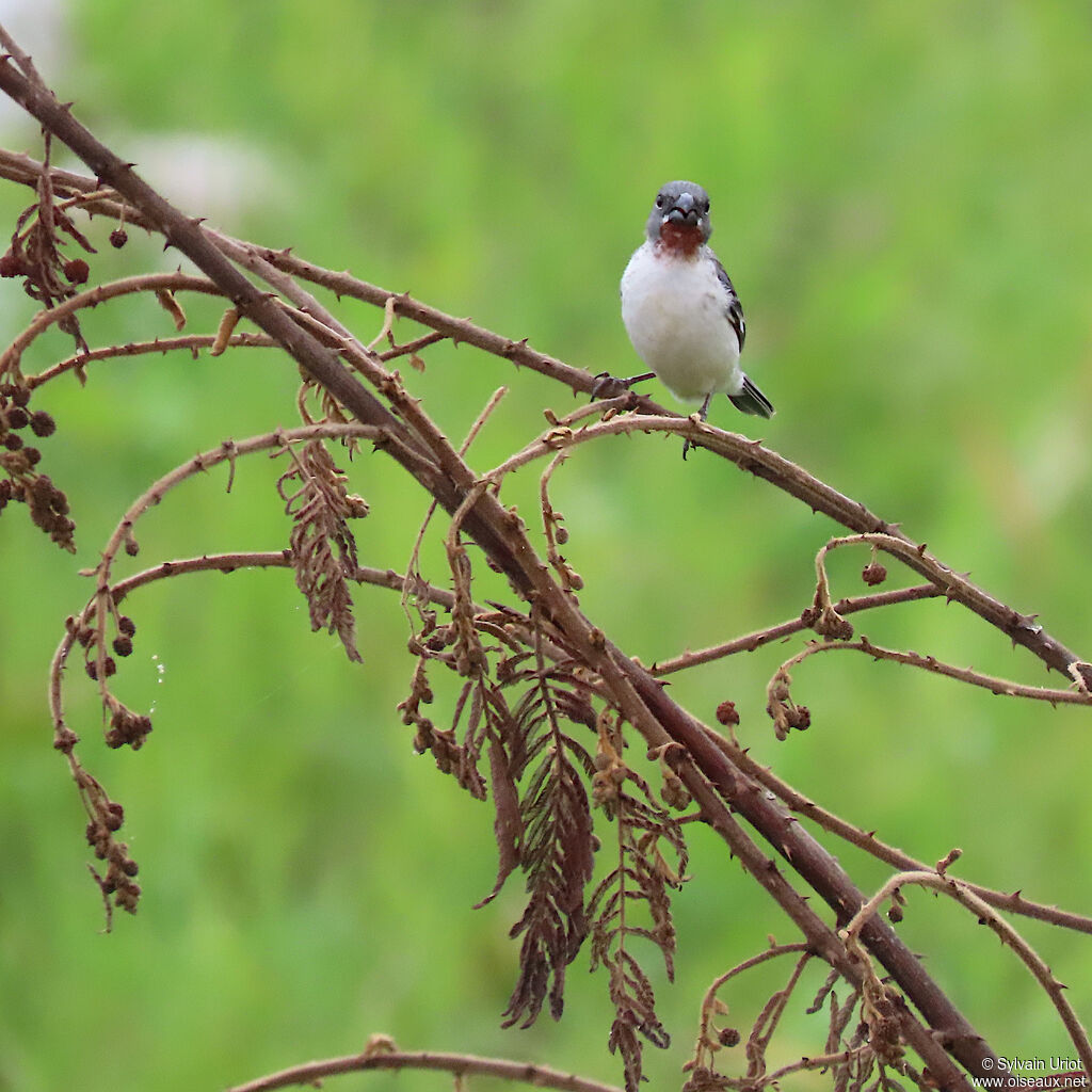 Chestnut-throated Seedeater male adult