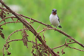 Chestnut-throated Seedeater