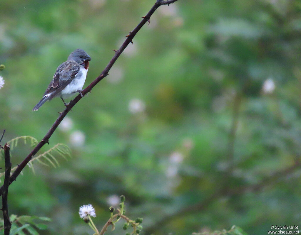 Chestnut-throated Seedeater male adult