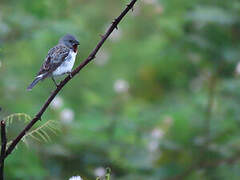 Chestnut-throated Seedeater