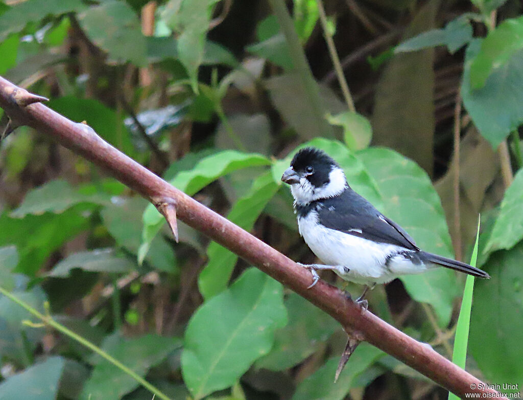 Variable Seedeater male adult