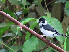 Variable Seedeater