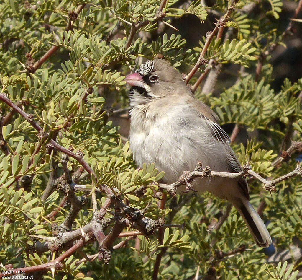 Sporopipe squameuxadulte, portrait