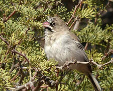 Scaly-feathered Weaver