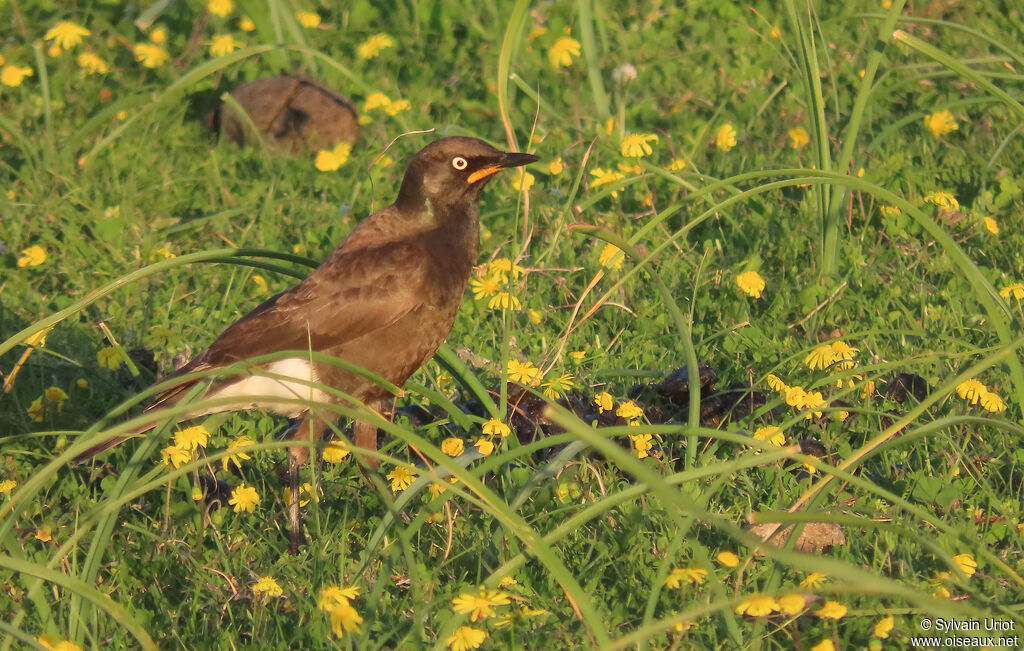 Spréo bicoloreadulte