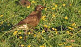 Pied Starling