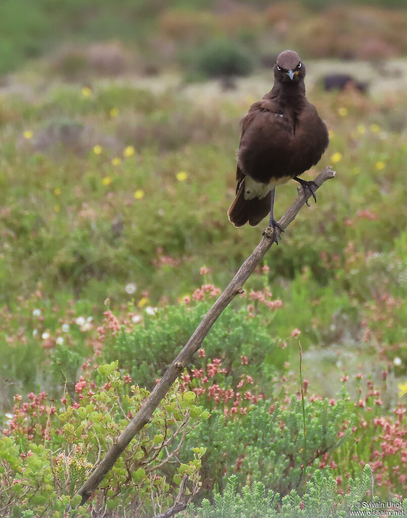 Pied Starlingadult