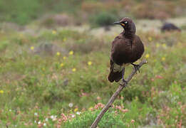 Pied Starling