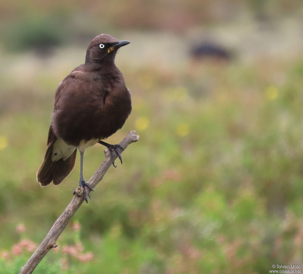 Pied Starlingadult