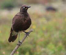 Pied Starling