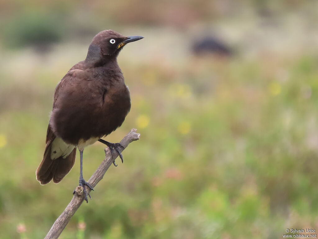 Pied Starlingadult