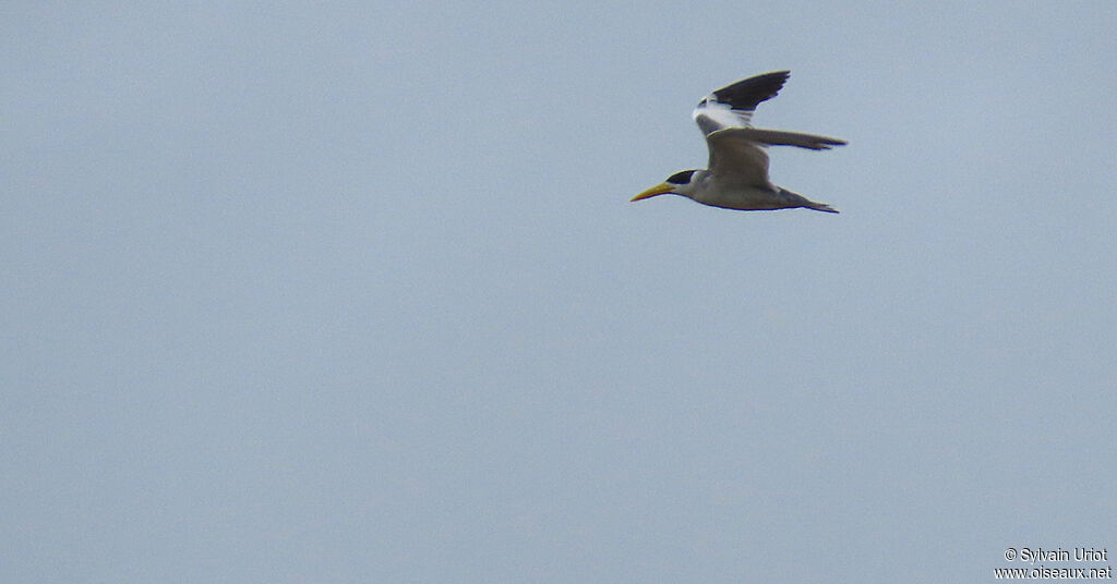 Large-billed Ternadult