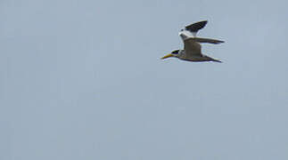 Large-billed Tern