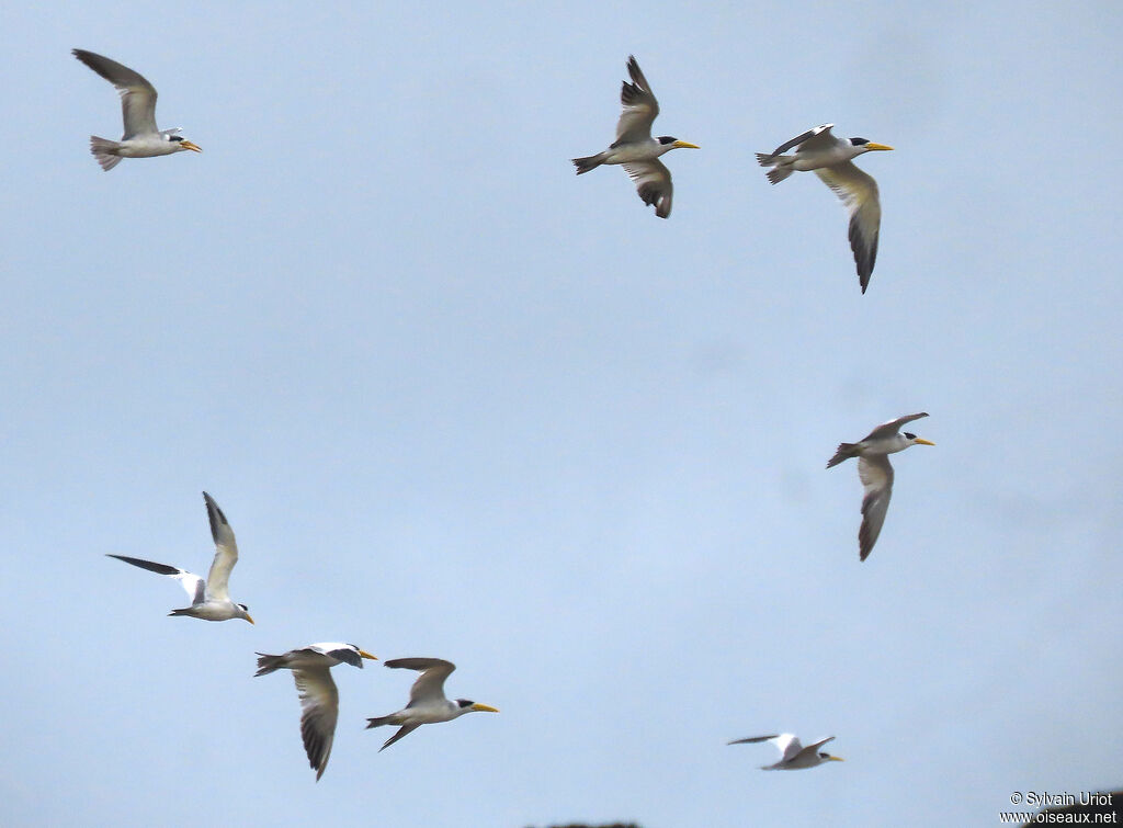 Large-billed Tern