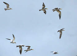 Large-billed Tern