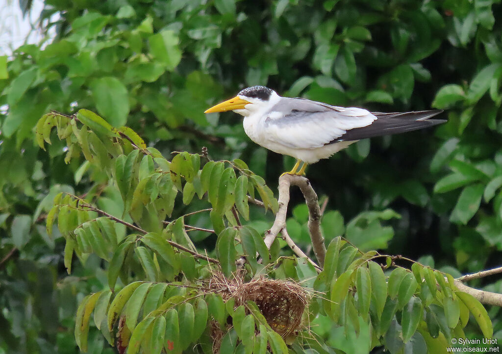 Large-billed Ternadult post breeding