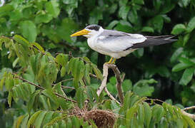 Large-billed Tern