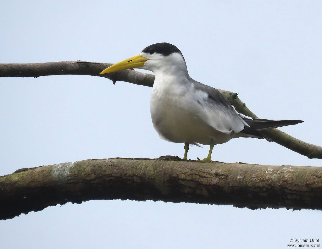 Large-billed Ternadult breeding