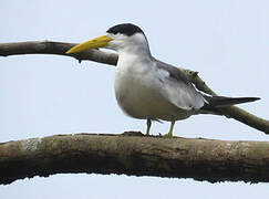 Large-billed Tern