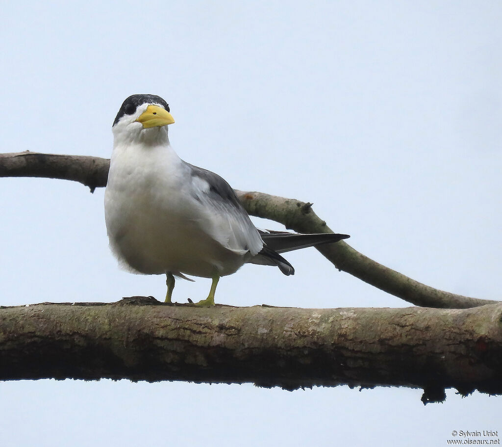 Large-billed Ternadult breeding