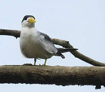 Large-billed Tern