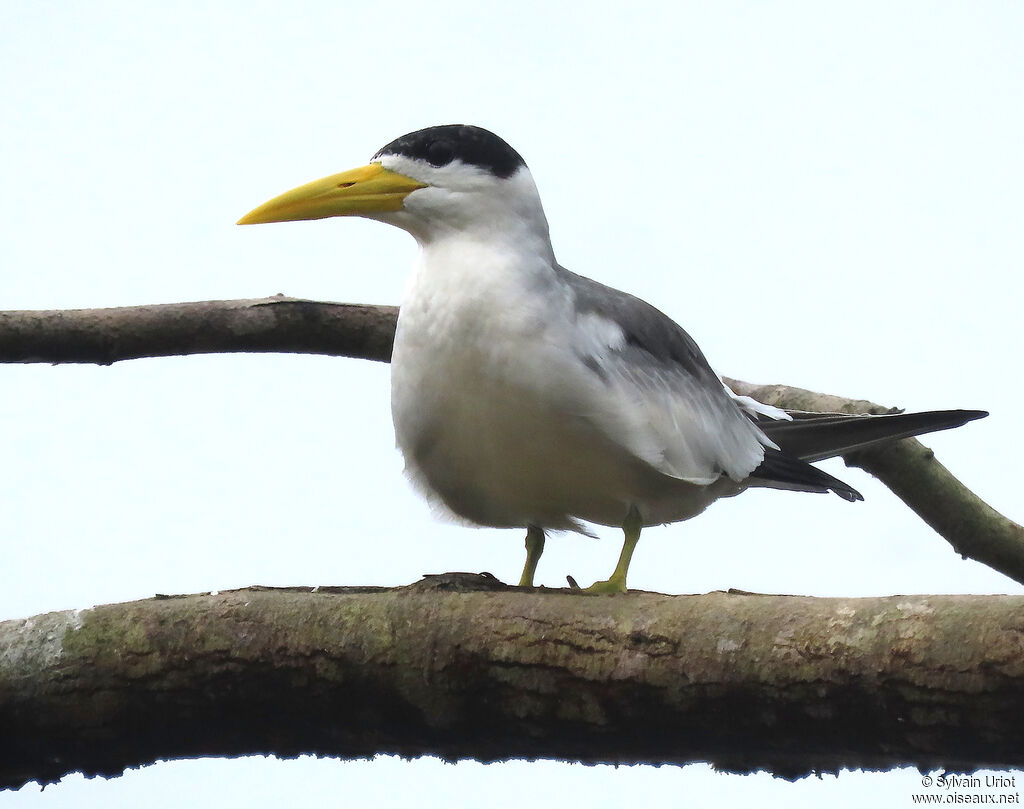 Large-billed Ternadult breeding