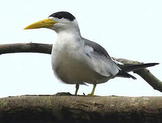 Large-billed Tern