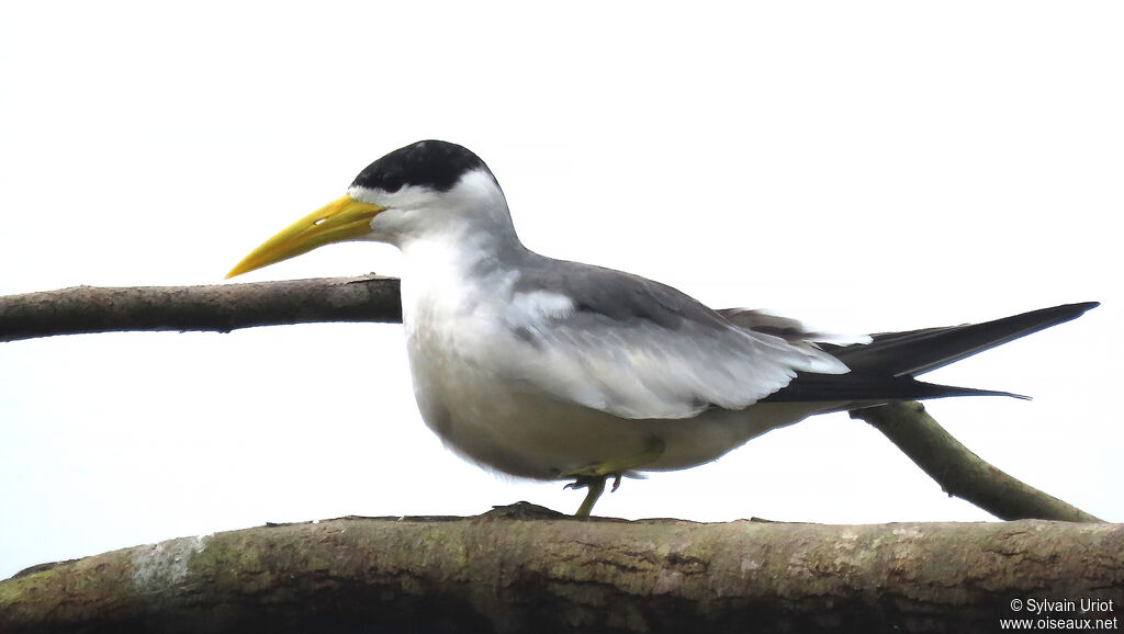 Large-billed Ternadult breeding