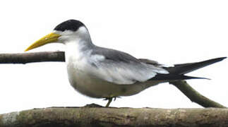 Large-billed Tern