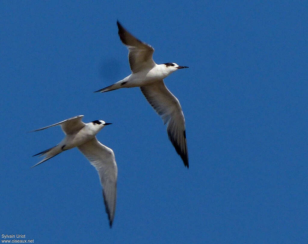 Arctic Ternadult post breeding, Flight