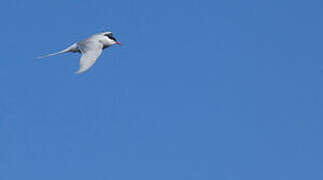 Arctic Tern